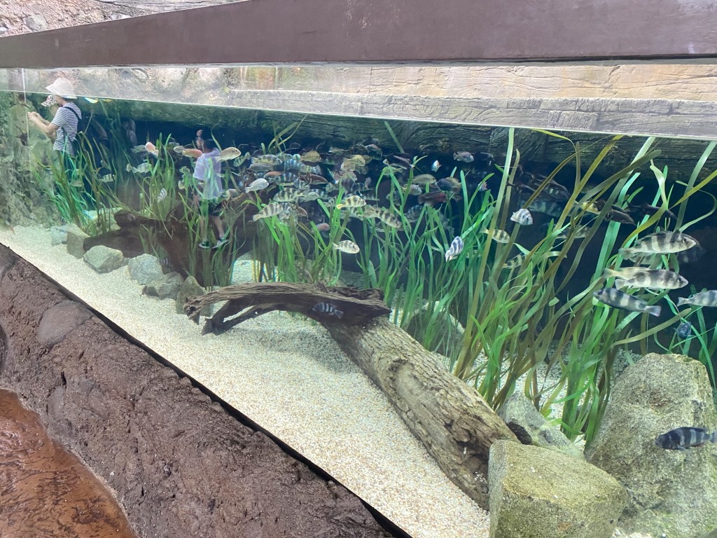新加坡動物園,新加坡河川生態園,新加坡河川生態園玩多久,新加坡河川生態園官網,新加坡河川生態園預約,河川生態園亞馬遜河探索,新加坡河川生態園交通,河川生態園餐廳,河川生態園地圖,河川生態園英文,新加坡河川生態園 交通,新加坡河川生態園 門票,新加坡自由行