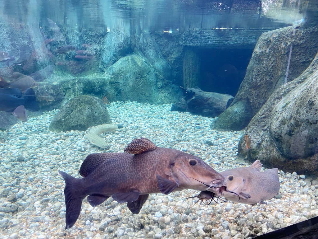 新加坡動物園,新加坡河川生態園,新加坡河川生態園玩多久,新加坡河川生態園官網,新加坡河川生態園預約,河川生態園亞馬遜河探索,新加坡河川生態園交通,河川生態園餐廳,河川生態園地圖,河川生態園英文,新加坡河川生態園 交通,新加坡河川生態園 門票,新加坡自由行
