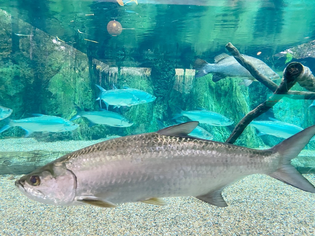 新加坡動物園,新加坡河川生態園,新加坡河川生態園玩多久,新加坡河川生態園官網,新加坡河川生態園預約,河川生態園亞馬遜河探索,新加坡河川生態園交通,河川生態園餐廳,河川生態園地圖,河川生態園英文,新加坡河川生態園 交通,新加坡河川生態園 門票,新加坡自由行