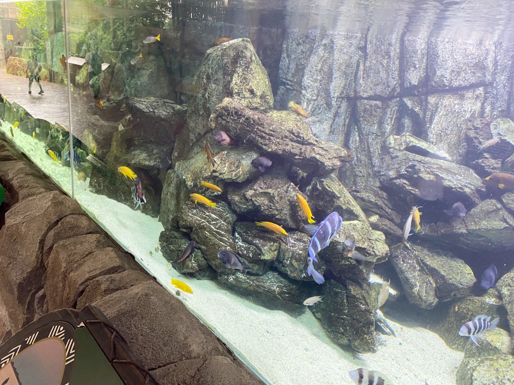 新加坡動物園,新加坡河川生態園,新加坡河川生態園玩多久,新加坡河川生態園官網,新加坡河川生態園預約,河川生態園亞馬遜河探索,新加坡河川生態園交通,河川生態園餐廳,河川生態園地圖,河川生態園英文,新加坡河川生態園 交通,新加坡河川生態園 門票,新加坡自由行