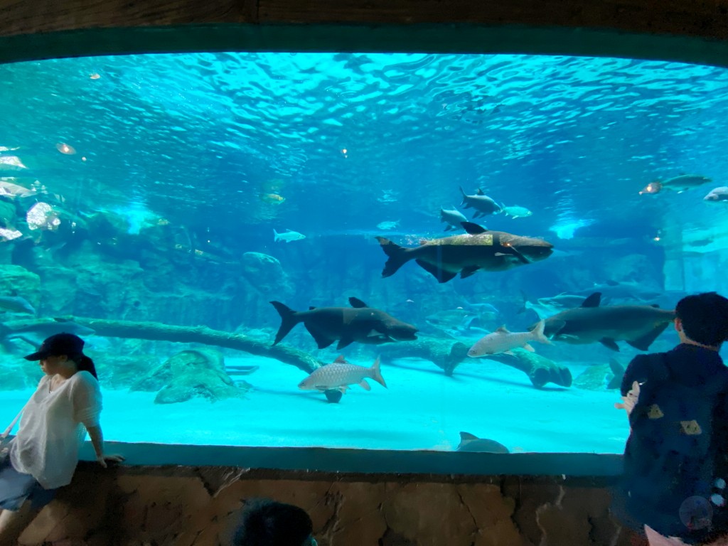 新加坡動物園,新加坡河川生態園,新加坡河川生態園玩多久,新加坡河川生態園官網,新加坡河川生態園預約,河川生態園亞馬遜河探索,新加坡河川生態園交通,河川生態園餐廳,河川生態園地圖,河川生態園英文,新加坡河川生態園 交通,新加坡河川生態園 門票,新加坡自由行