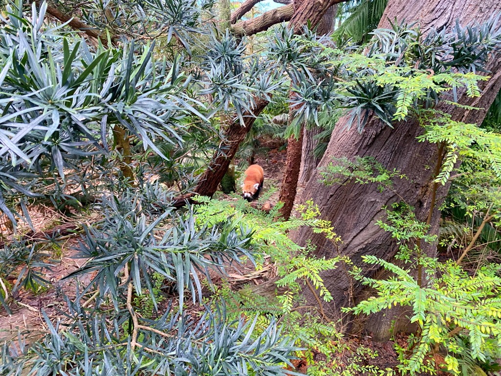 新加坡動物園,新加坡河川生態園,新加坡河川生態園玩多久,新加坡河川生態園官網,新加坡河川生態園預約,河川生態園亞馬遜河探索,新加坡河川生態園交通,河川生態園餐廳,河川生態園地圖,河川生態園英文,新加坡河川生態園 交通,新加坡河川生態園 門票,新加坡自由行