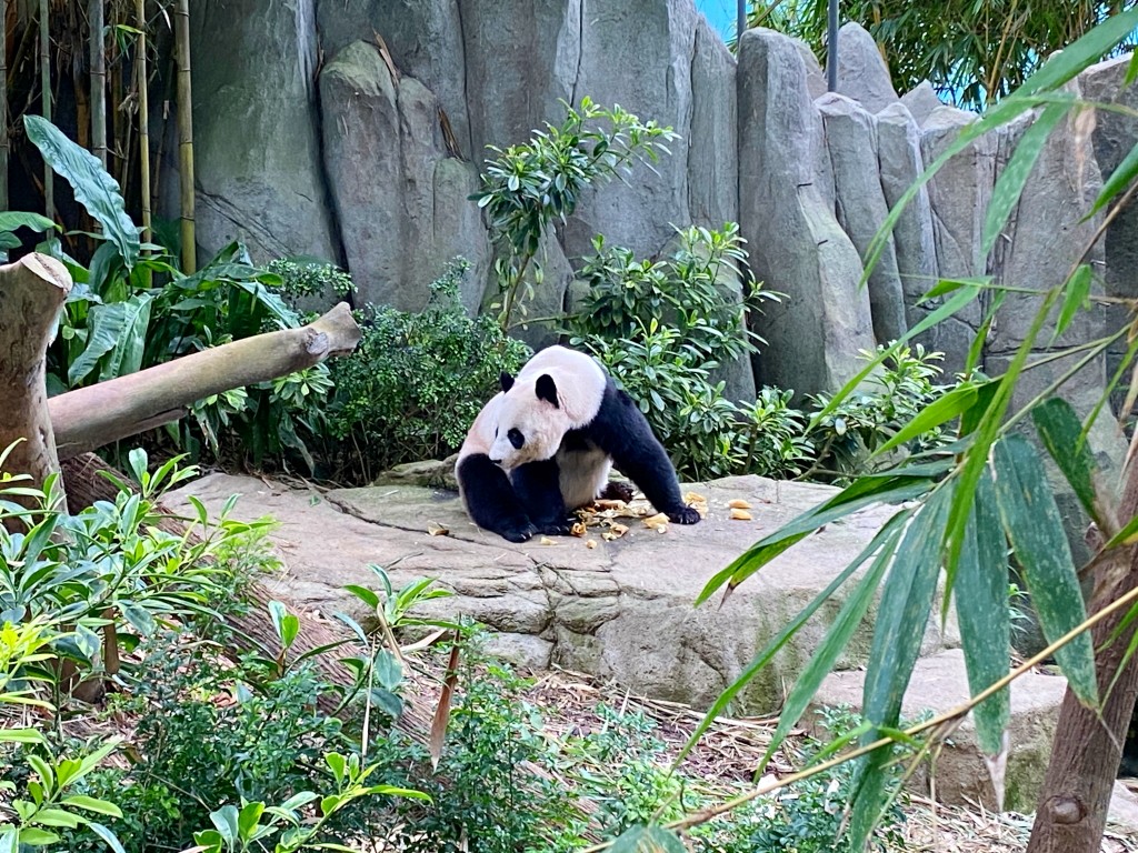 新加坡動物園,新加坡河川生態園,新加坡河川生態園玩多久,新加坡河川生態園官網,新加坡河川生態園預約,河川生態園亞馬遜河探索,新加坡河川生態園交通,河川生態園餐廳,河川生態園地圖,河川生態園英文,新加坡河川生態園 交通,新加坡河川生態園 門票,新加坡自由行