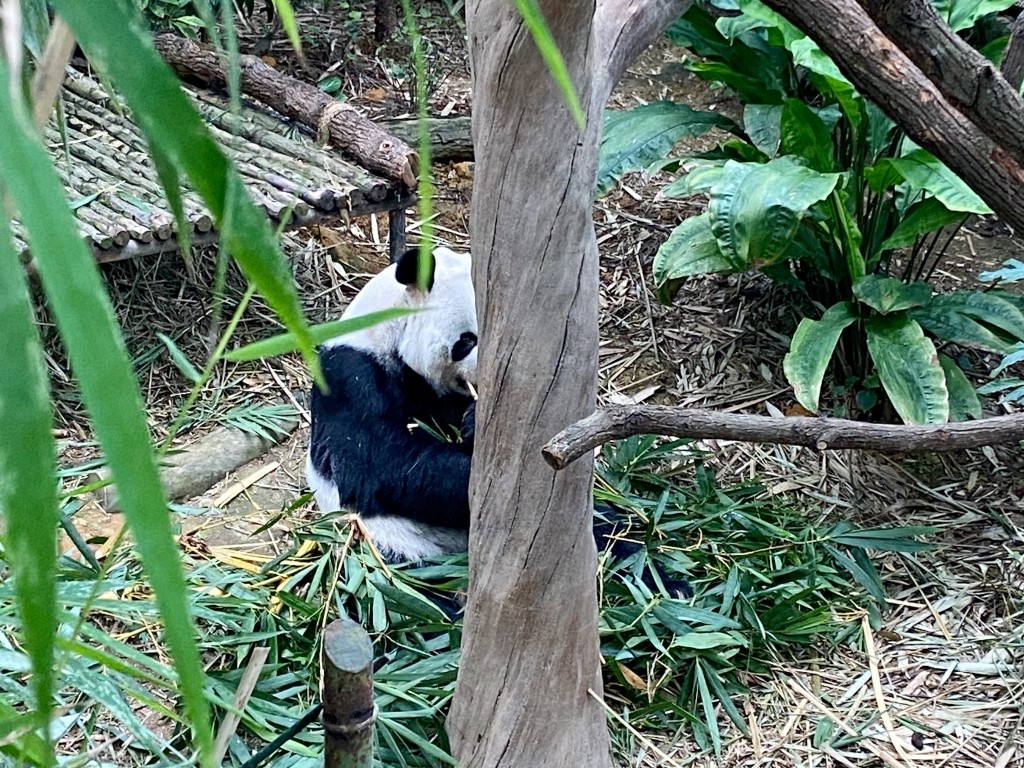 新加坡動物園,新加坡河川生態園,新加坡河川生態園玩多久,新加坡河川生態園官網,新加坡河川生態園預約,河川生態園亞馬遜河探索,新加坡河川生態園交通,河川生態園餐廳,河川生態園地圖,河川生態園英文,新加坡河川生態園 交通,新加坡河川生態園 門票,新加坡自由行