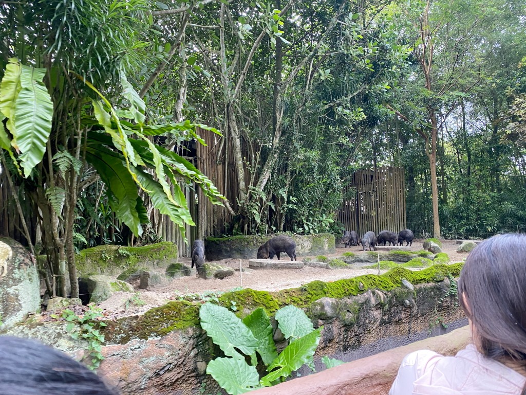 新加坡動物園,新加坡河川生態園,新加坡河川生態園玩多久,新加坡河川生態園官網,新加坡河川生態園預約,河川生態園亞馬遜河探索,新加坡河川生態園交通,河川生態園餐廳,河川生態園地圖,河川生態園英文,新加坡河川生態園 交通,新加坡河川生態園 門票,新加坡自由行