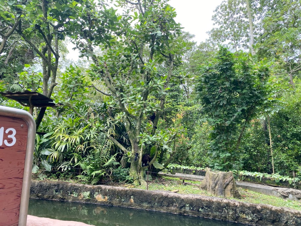 新加坡動物園,新加坡河川生態園,新加坡河川生態園玩多久,新加坡河川生態園官網,新加坡河川生態園預約,河川生態園亞馬遜河探索,新加坡河川生態園交通,河川生態園餐廳,河川生態園地圖,河川生態園英文,新加坡河川生態園 交通,新加坡河川生態園 門票,新加坡自由行