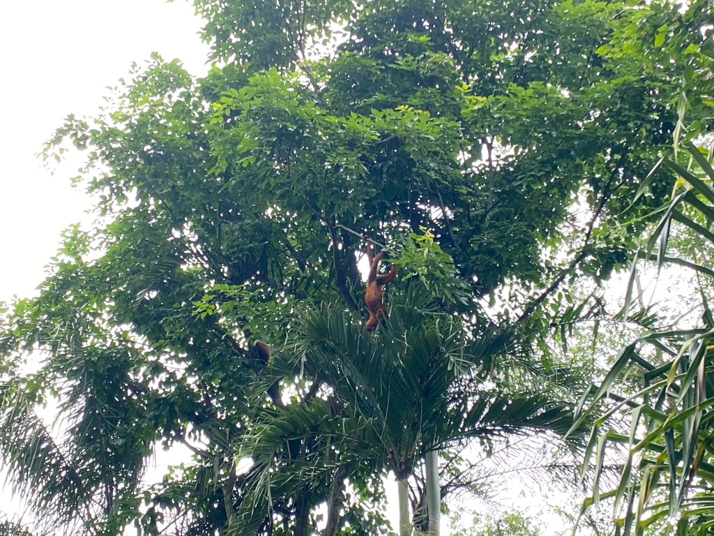 新加坡動物園,新加坡河川生態園,新加坡河川生態園玩多久,新加坡河川生態園官網,新加坡河川生態園預約,河川生態園亞馬遜河探索,新加坡河川生態園交通,河川生態園餐廳,河川生態園地圖,河川生態園英文,新加坡河川生態園 交通,新加坡河川生態園 門票,新加坡自由行