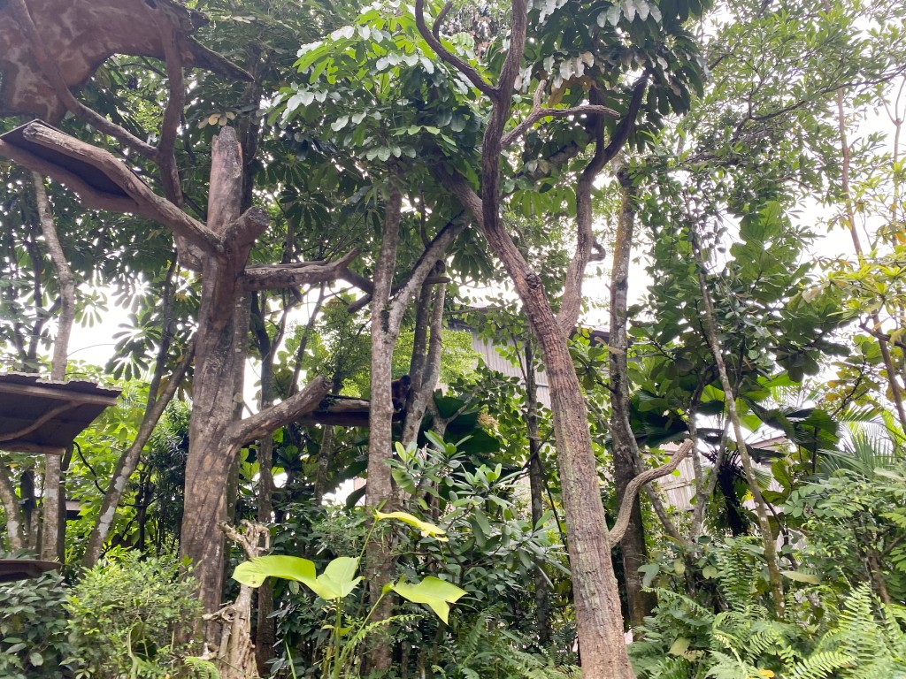新加坡動物園,新加坡河川生態園,新加坡河川生態園玩多久,新加坡河川生態園官網,新加坡河川生態園預約,河川生態園亞馬遜河探索,新加坡河川生態園交通,河川生態園餐廳,河川生態園地圖,河川生態園英文,新加坡河川生態園 交通,新加坡河川生態園 門票,新加坡自由行