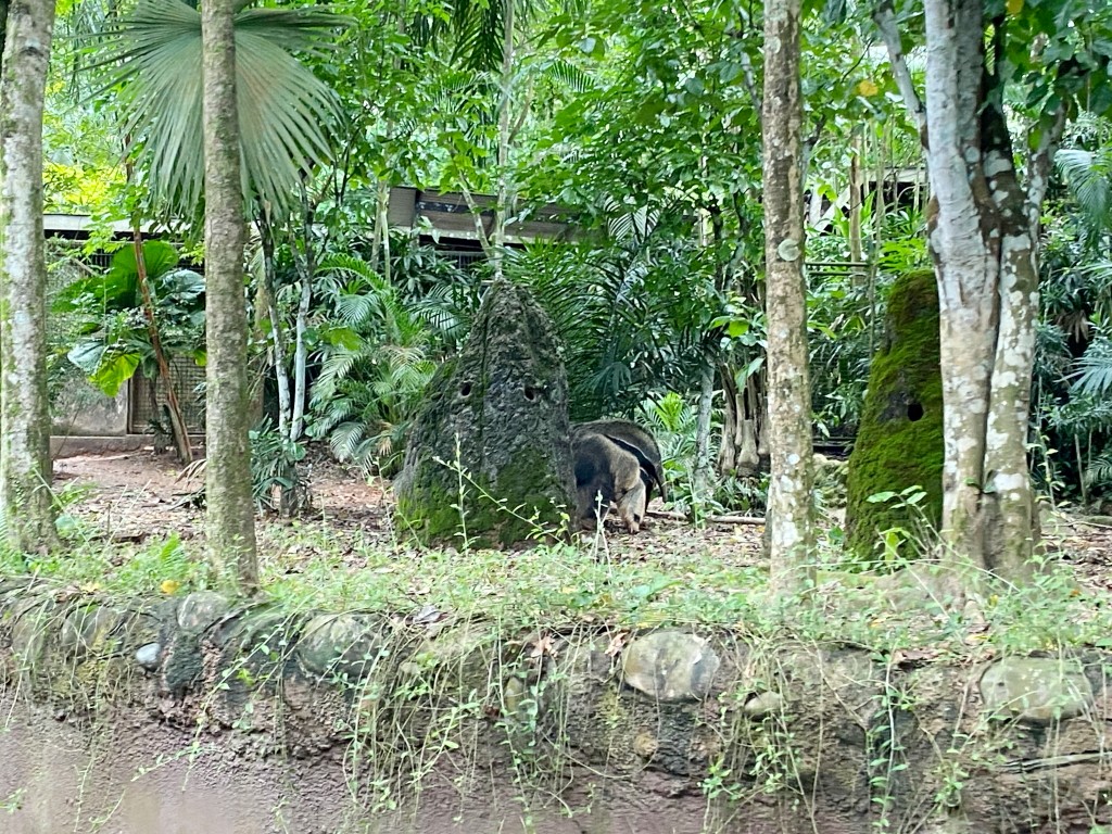 新加坡動物園,新加坡河川生態園,新加坡河川生態園玩多久,新加坡河川生態園官網,新加坡河川生態園預約,河川生態園亞馬遜河探索,新加坡河川生態園交通,河川生態園餐廳,河川生態園地圖,河川生態園英文,新加坡河川生態園 交通,新加坡河川生態園 門票,新加坡自由行