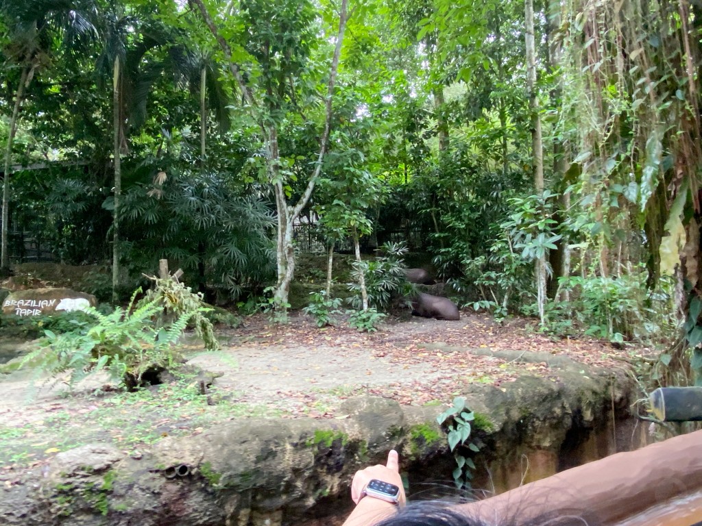 新加坡動物園,新加坡河川生態園,新加坡河川生態園玩多久,新加坡河川生態園官網,新加坡河川生態園預約,河川生態園亞馬遜河探索,新加坡河川生態園交通,河川生態園餐廳,河川生態園地圖,河川生態園英文,新加坡河川生態園 交通,新加坡河川生態園 門票,新加坡自由行