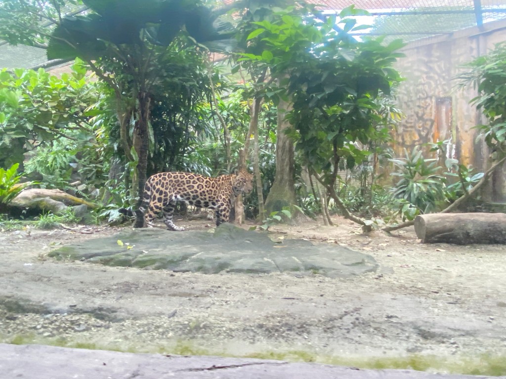 新加坡動物園,新加坡河川生態園,新加坡河川生態園玩多久,新加坡河川生態園官網,新加坡河川生態園預約,河川生態園亞馬遜河探索,新加坡河川生態園交通,河川生態園餐廳,河川生態園地圖,河川生態園英文,新加坡河川生態園 交通,新加坡河川生態園 門票,新加坡自由行
