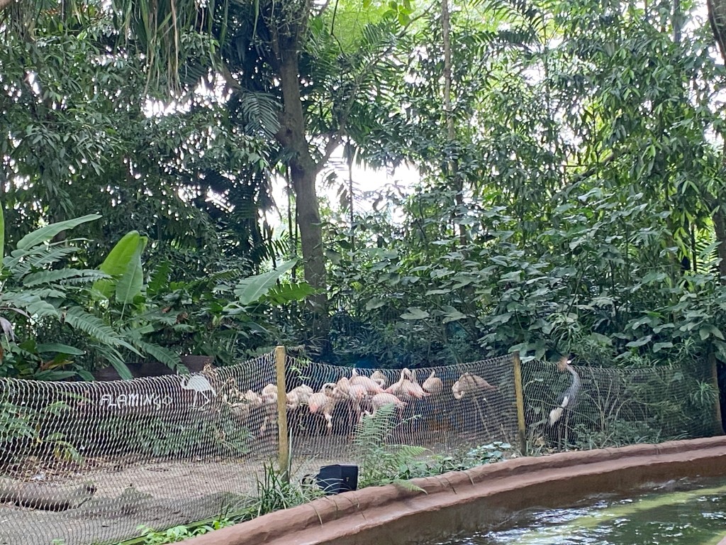 新加坡動物園,新加坡河川生態園,新加坡河川生態園玩多久,新加坡河川生態園官網,新加坡河川生態園預約,河川生態園亞馬遜河探索,新加坡河川生態園交通,河川生態園餐廳,河川生態園地圖,河川生態園英文,新加坡河川生態園 交通,新加坡河川生態園 門票,新加坡自由行