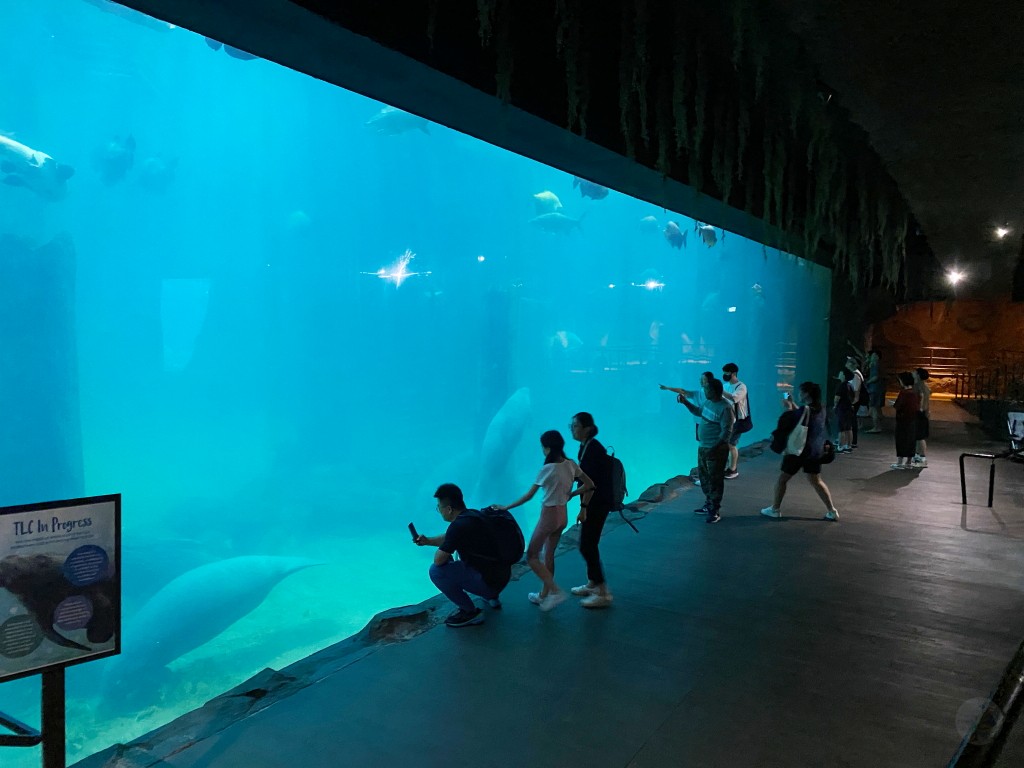 新加坡動物園,新加坡河川生態園,新加坡河川生態園玩多久,新加坡河川生態園官網,新加坡河川生態園預約,河川生態園亞馬遜河探索,新加坡河川生態園交通,河川生態園餐廳,河川生態園地圖,河川生態園英文,新加坡河川生態園 交通,新加坡河川生態園 門票,新加坡自由行