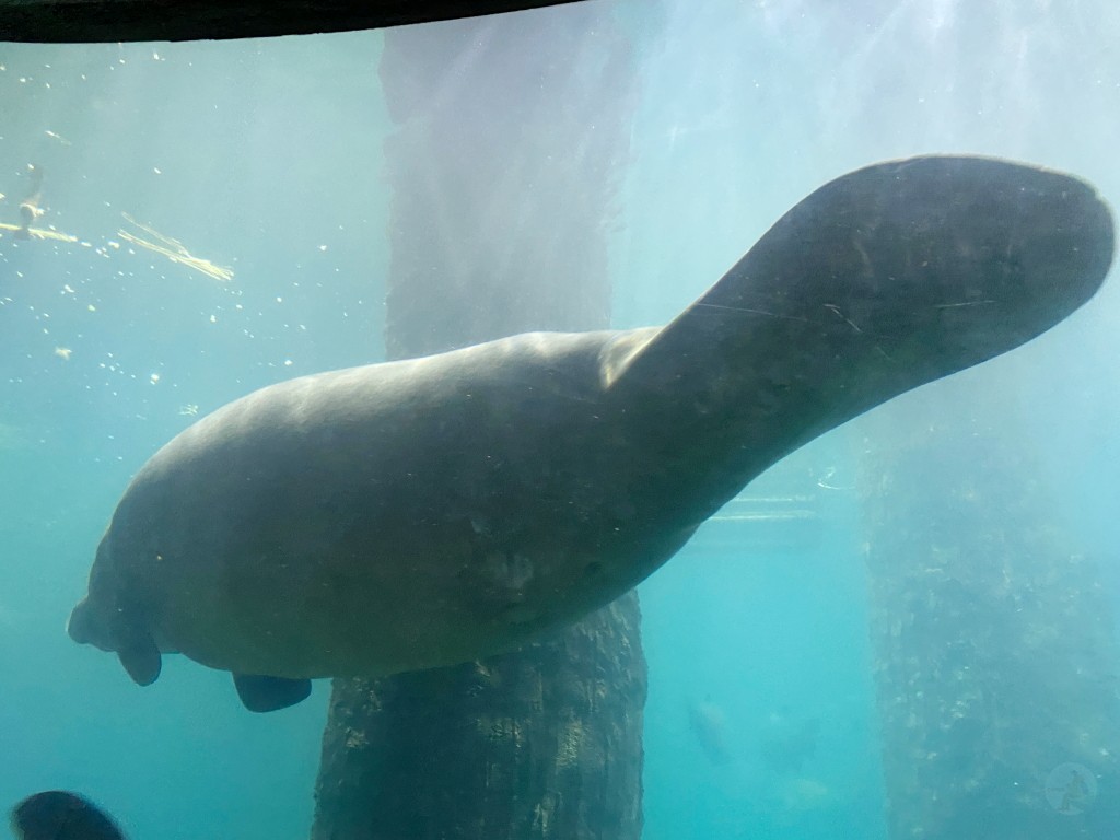 新加坡動物園,新加坡河川生態園,新加坡河川生態園玩多久,新加坡河川生態園官網,新加坡河川生態園預約,河川生態園亞馬遜河探索,新加坡河川生態園交通,河川生態園餐廳,河川生態園地圖,河川生態園英文,新加坡河川生態園 交通,新加坡河川生態園 門票,新加坡自由行