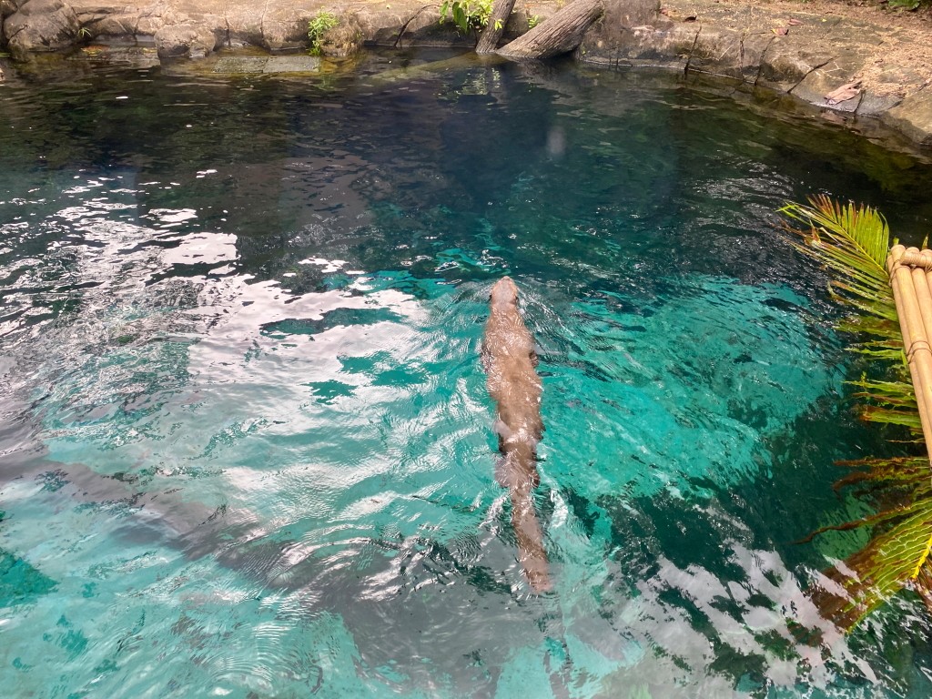 新加坡動物園,新加坡河川生態園,新加坡河川生態園玩多久,新加坡河川生態園官網,新加坡河川生態園預約,河川生態園亞馬遜河探索,新加坡河川生態園交通,河川生態園餐廳,河川生態園地圖,河川生態園英文,新加坡河川生態園 交通,新加坡河川生態園 門票,新加坡自由行