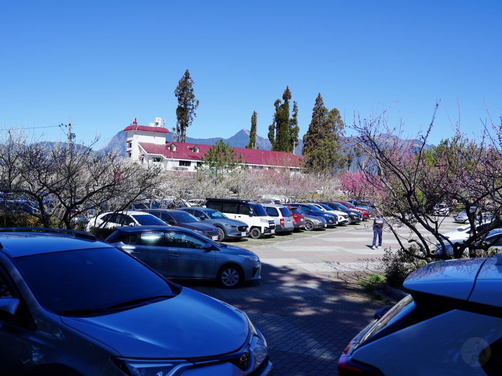 福壽山千櫻園, 2025最新花況, 櫻花, 目前花況, 旅遊, 2025櫻花季, 富士櫻, 山櫻花, 花海, 櫻花隧道, 山谷景色, 台中賞櫻, 福壽山農場, 粉紅花海, 旅行, 戶外活動, 春季旅遊, 賞櫻, 櫻花秘境, 野餐, 休閒旅遊, 自然風光, 台中旅遊景點, 賞櫻熱點