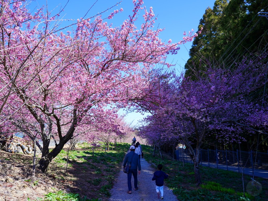 福壽山千櫻園, 2025最新花況, 櫻花, 目前花況, 旅遊, 2025櫻花季, 富士櫻, 山櫻花, 花海, 櫻花隧道, 山谷景色, 台中賞櫻, 福壽山農場, 粉紅花海, 旅行, 戶外活動, 春季旅遊, 賞櫻, 櫻花秘境, 野餐, 休閒旅遊, 自然風光, 台中旅遊景點, 賞櫻熱點