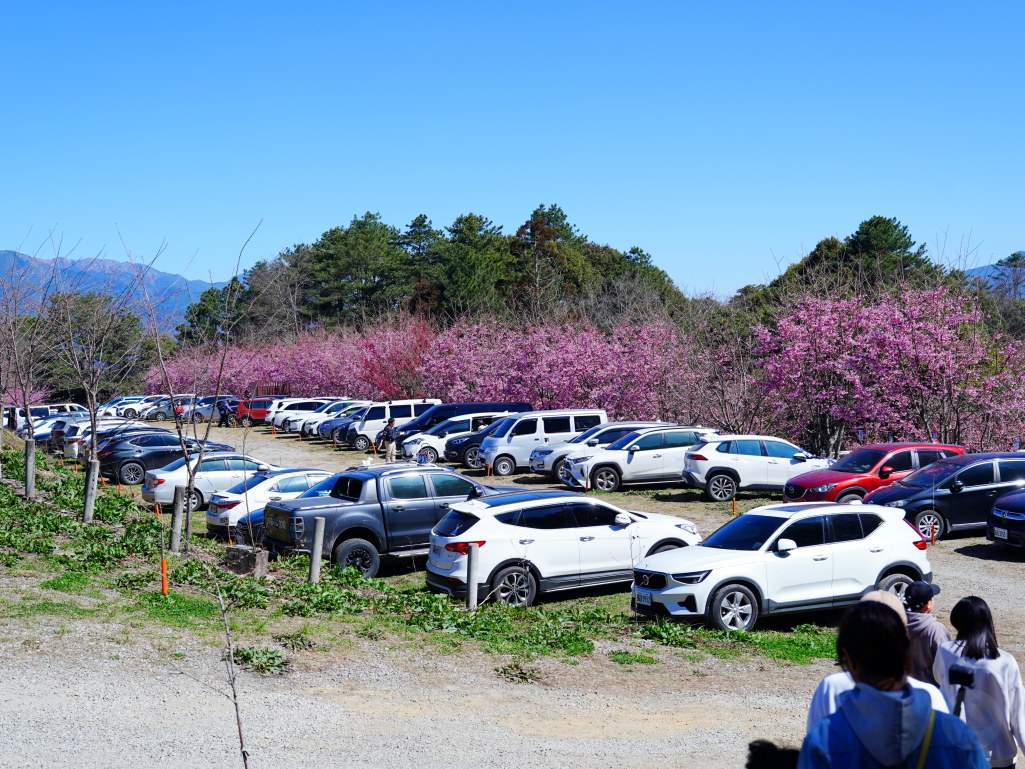 福壽山千櫻園, 2025最新花況, 櫻花, 目前花況, 旅遊, 2025櫻花季, 富士櫻, 山櫻花, 花海, 櫻花隧道, 山谷景色, 台中賞櫻, 福壽山農場, 粉紅花海, 旅行, 戶外活動, 春季旅遊, 賞櫻, 櫻花秘境, 野餐, 休閒旅遊, 自然風光, 台中旅遊景點, 賞櫻熱點