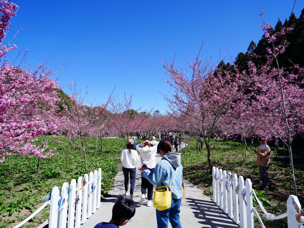 福壽山千櫻園, 2025最新花況, 櫻花, 目前花況, 旅遊, 2025櫻花季, 富士櫻, 山櫻花, 花海, 櫻花隧道, 山谷景色, 台中賞櫻, 福壽山農場, 粉紅花海, 旅行, 戶外活動, 春季旅遊, 賞櫻, 櫻花秘境, 野餐, 休閒旅遊, 自然風光, 台中旅遊景點, 賞櫻熱點