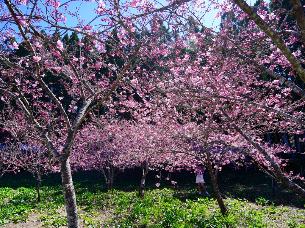福壽山千櫻園, 2025最新花況, 櫻花, 目前花況, 旅遊, 2025櫻花季, 富士櫻, 山櫻花, 花海, 櫻花隧道, 山谷景色, 台中賞櫻, 福壽山農場, 粉紅花海, 旅行, 戶外活動, 春季旅遊, 賞櫻, 櫻花秘境, 野餐, 休閒旅遊, 自然風光, 台中旅遊景點, 賞櫻熱點