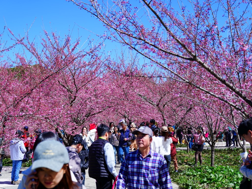 福壽山千櫻園, 2025最新花況, 櫻花, 目前花況, 旅遊, 2025櫻花季, 富士櫻, 山櫻花, 花海, 櫻花隧道, 山谷景色, 台中賞櫻, 福壽山農場, 粉紅花海, 旅行, 戶外活動, 春季旅遊, 賞櫻, 櫻花秘境, 野餐, 休閒旅遊, 自然風光, 台中旅遊景點, 賞櫻熱點