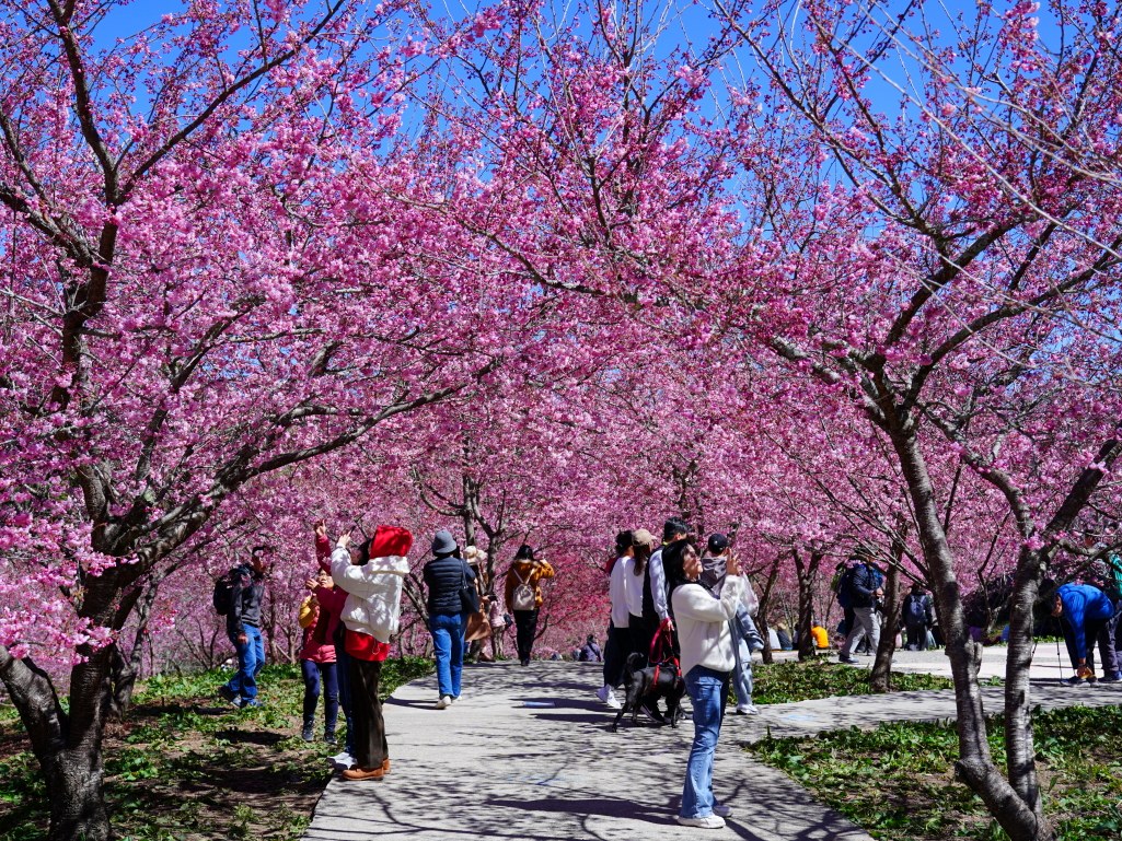 福壽山千櫻園, 2025最新花況, 櫻花, 目前花況, 旅遊, 2025櫻花季, 富士櫻, 山櫻花, 花海, 櫻花隧道, 山谷景色, 台中賞櫻, 福壽山農場, 粉紅花海, 旅行, 戶外活動, 春季旅遊, 賞櫻, 櫻花秘境, 野餐, 休閒旅遊, 自然風光, 台中旅遊景點, 賞櫻熱點