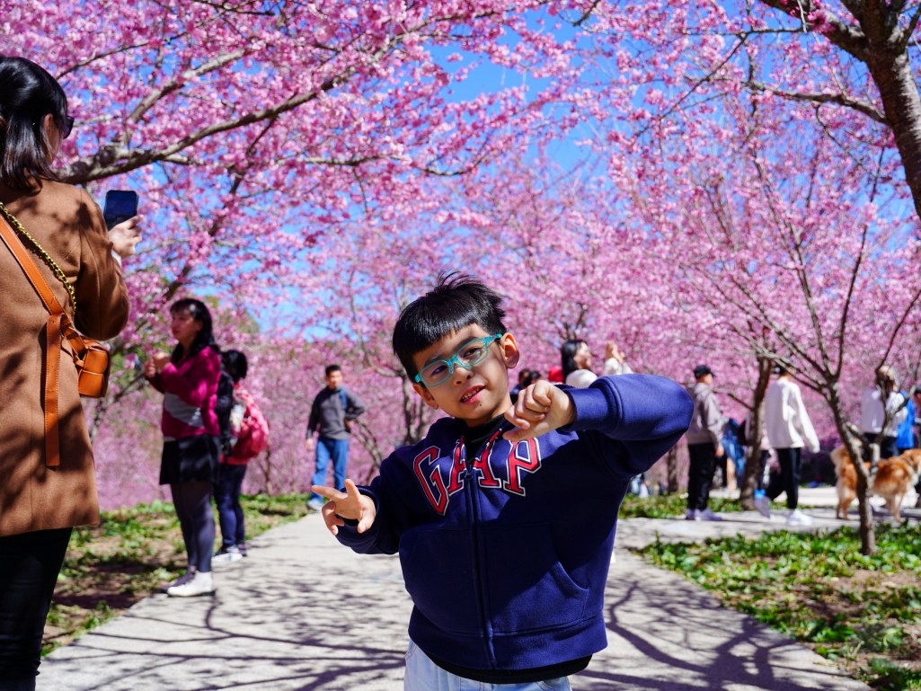 福壽山千櫻園, 2025最新花況, 櫻花, 目前花況, 旅遊, 2025櫻花季, 富士櫻, 山櫻花, 花海, 櫻花隧道, 山谷景色, 台中賞櫻, 福壽山農場, 粉紅花海, 旅行, 戶外活動, 春季旅遊, 賞櫻, 櫻花秘境, 野餐, 休閒旅遊, 自然風光, 台中旅遊景點, 賞櫻熱點