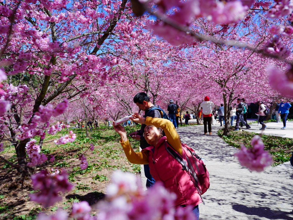 福壽山千櫻園, 2025最新花況, 櫻花, 目前花況, 旅遊, 2025櫻花季, 富士櫻, 山櫻花, 花海, 櫻花隧道, 山谷景色, 台中賞櫻, 福壽山農場, 粉紅花海, 旅行, 戶外活動, 春季旅遊, 賞櫻, 櫻花秘境, 野餐, 休閒旅遊, 自然風光, 台中旅遊景點, 賞櫻熱點