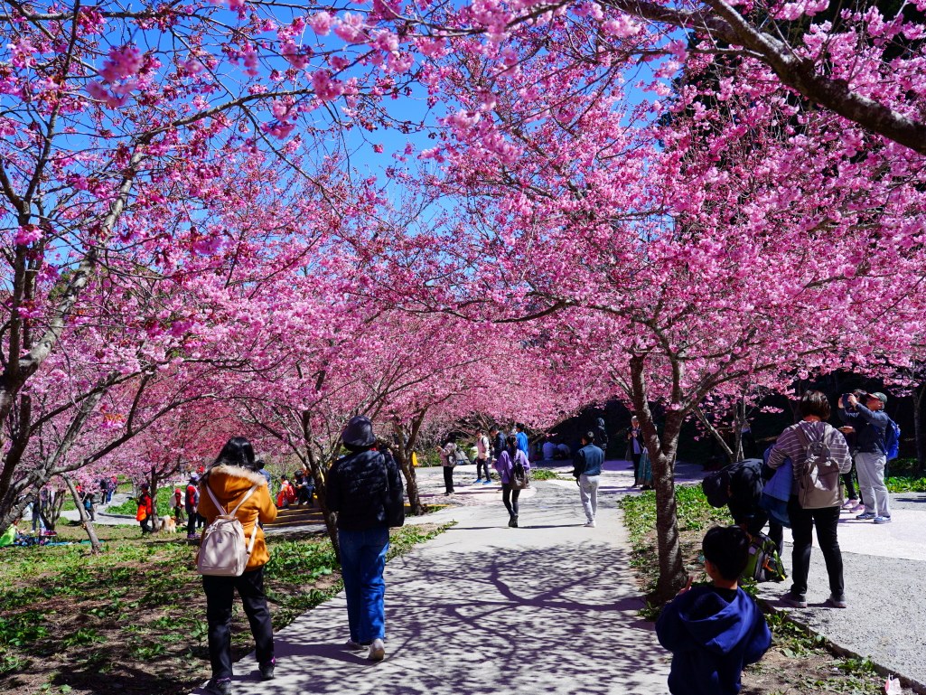 福壽山千櫻園, 2025最新花況, 櫻花, 目前花況, 旅遊, 2025櫻花季, 富士櫻, 山櫻花, 花海, 櫻花隧道, 山谷景色, 台中賞櫻, 福壽山農場, 粉紅花海, 旅行, 戶外活動, 春季旅遊, 賞櫻, 櫻花秘境, 野餐, 休閒旅遊, 自然風光, 台中旅遊景點, 賞櫻熱點