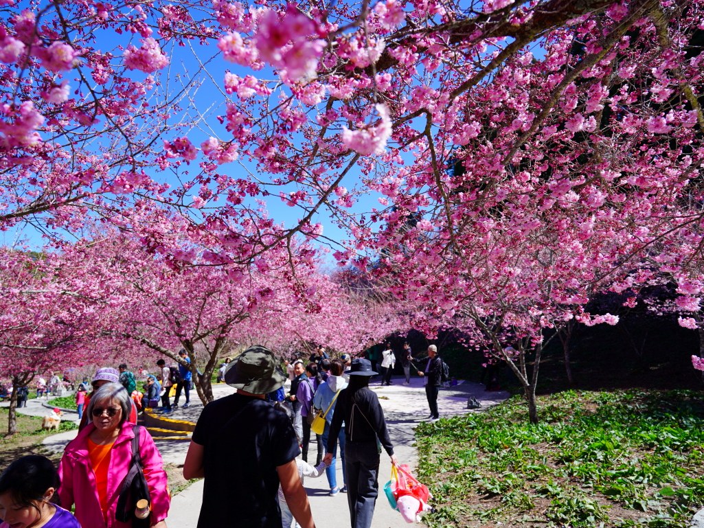 福壽山千櫻園, 2025最新花況, 櫻花, 目前花況, 旅遊, 2025櫻花季, 富士櫻, 山櫻花, 花海, 櫻花隧道, 山谷景色, 台中賞櫻, 福壽山農場, 粉紅花海, 旅行, 戶外活動, 春季旅遊, 賞櫻, 櫻花秘境, 野餐, 休閒旅遊, 自然風光, 台中旅遊景點, 賞櫻熱點