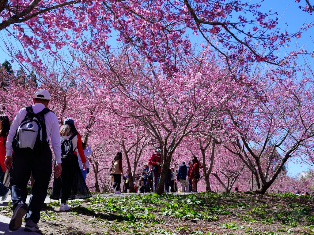 福壽山千櫻園, 2025最新花況, 櫻花, 目前花況, 旅遊, 2025櫻花季, 富士櫻, 山櫻花, 花海, 櫻花隧道, 山谷景色, 台中賞櫻, 福壽山農場, 粉紅花海, 旅行, 戶外活動, 春季旅遊, 賞櫻, 櫻花秘境, 野餐, 休閒旅遊, 自然風光, 台中旅遊景點, 賞櫻熱點
