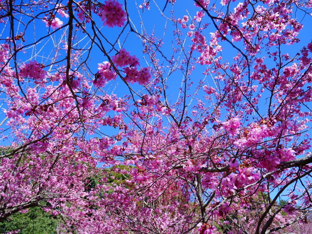 福壽山千櫻園, 2025最新花況, 櫻花, 目前花況, 旅遊, 2025櫻花季, 富士櫻, 山櫻花, 花海, 櫻花隧道, 山谷景色, 台中賞櫻, 福壽山農場, 粉紅花海, 旅行, 戶外活動, 春季旅遊, 賞櫻, 櫻花秘境, 野餐, 休閒旅遊, 自然風光, 台中旅遊景點, 賞櫻熱點