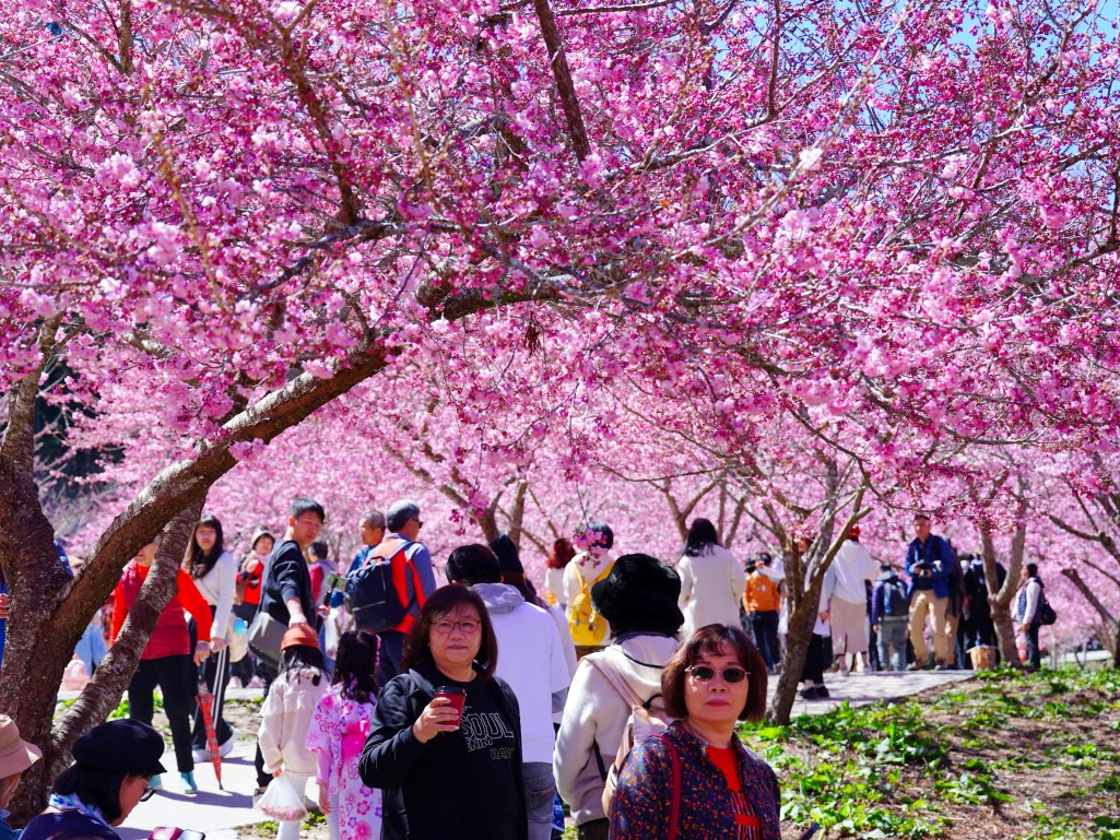 福壽山千櫻園, 2025最新花況, 櫻花, 目前花況, 旅遊, 2025櫻花季, 富士櫻, 山櫻花, 花海, 櫻花隧道, 山谷景色, 台中賞櫻, 福壽山農場, 粉紅花海, 旅行, 戶外活動, 春季旅遊, 賞櫻, 櫻花秘境, 野餐, 休閒旅遊, 自然風光, 台中旅遊景點, 賞櫻熱點