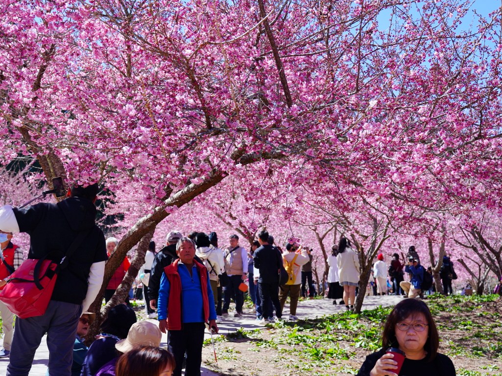 福壽山千櫻園, 2025最新花況, 櫻花, 目前花況, 旅遊, 2025櫻花季, 富士櫻, 山櫻花, 花海, 櫻花隧道, 山谷景色, 台中賞櫻, 福壽山農場, 粉紅花海, 旅行, 戶外活動, 春季旅遊, 賞櫻, 櫻花秘境, 野餐, 休閒旅遊, 自然風光, 台中旅遊景點, 賞櫻熱點