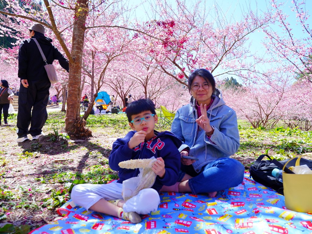 福壽山千櫻園, 2025最新花況, 櫻花, 目前花況, 旅遊, 2025櫻花季, 富士櫻, 山櫻花, 花海, 櫻花隧道, 山谷景色, 台中賞櫻, 福壽山農場, 粉紅花海, 旅行, 戶外活動, 春季旅遊, 賞櫻, 櫻花秘境, 野餐, 休閒旅遊, 自然風光, 台中旅遊景點, 賞櫻熱點