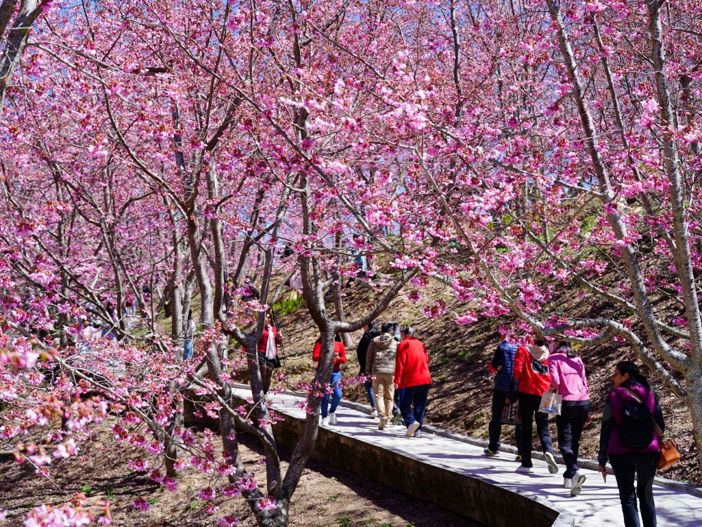 福壽山千櫻園, 2025最新花況, 櫻花, 目前花況, 旅遊, 2025櫻花季, 富士櫻, 山櫻花, 花海, 櫻花隧道, 山谷景色, 台中賞櫻, 福壽山農場, 粉紅花海, 旅行, 戶外活動, 春季旅遊, 賞櫻, 櫻花秘境, 野餐, 休閒旅遊, 自然風光, 台中旅遊景點, 賞櫻熱點
