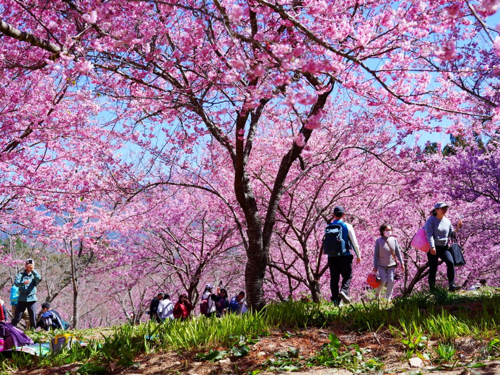 福壽山千櫻園, 2025最新花況, 櫻花, 目前花況, 旅遊, 2025櫻花季, 富士櫻, 山櫻花, 花海, 櫻花隧道, 山谷景色, 台中賞櫻, 福壽山農場, 粉紅花海, 旅行, 戶外活動, 春季旅遊, 賞櫻, 櫻花秘境, 野餐, 休閒旅遊, 自然風光, 台中旅遊景點, 賞櫻熱點