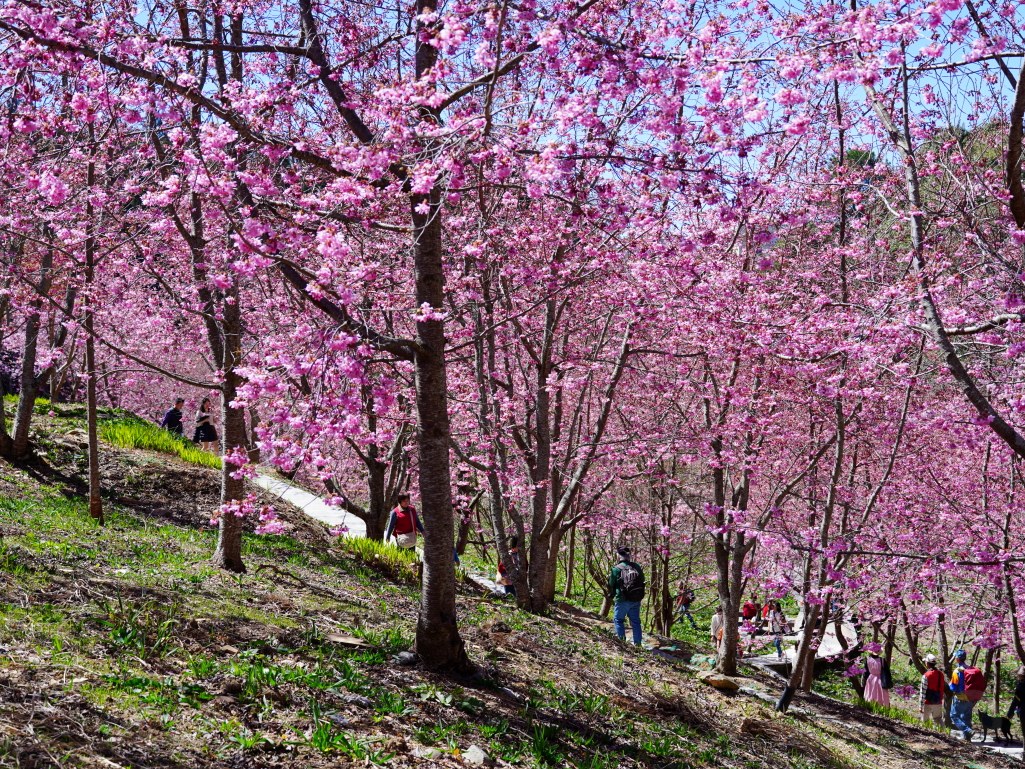 福壽山千櫻園, 2025最新花況, 櫻花, 目前花況, 旅遊, 2025櫻花季, 富士櫻, 山櫻花, 花海, 櫻花隧道, 山谷景色, 台中賞櫻, 福壽山農場, 粉紅花海, 旅行, 戶外活動, 春季旅遊, 賞櫻, 櫻花秘境, 野餐, 休閒旅遊, 自然風光, 台中旅遊景點, 賞櫻熱點