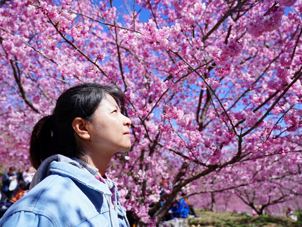 福壽山千櫻園, 2025最新花況, 櫻花, 目前花況, 旅遊, 2025櫻花季, 富士櫻, 山櫻花, 花海, 櫻花隧道, 山谷景色, 台中賞櫻, 福壽山農場, 粉紅花海, 旅行, 戶外活動, 春季旅遊, 賞櫻, 櫻花秘境, 野餐, 休閒旅遊, 自然風光, 台中旅遊景點, 賞櫻熱點