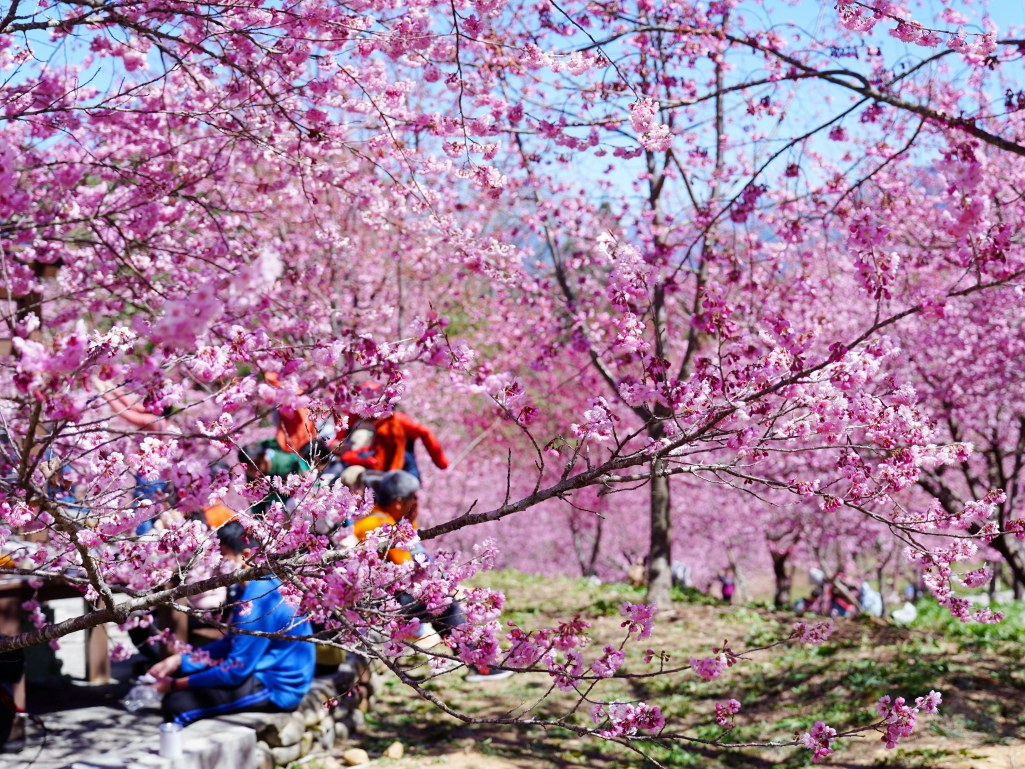 福壽山千櫻園, 2025最新花況, 櫻花, 目前花況, 旅遊, 2025櫻花季, 富士櫻, 山櫻花, 花海, 櫻花隧道, 山谷景色, 台中賞櫻, 福壽山農場, 粉紅花海, 旅行, 戶外活動, 春季旅遊, 賞櫻, 櫻花秘境, 野餐, 休閒旅遊, 自然風光, 台中旅遊景點, 賞櫻熱點