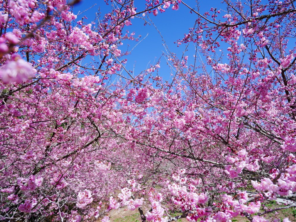 福壽山千櫻園, 2025最新花況, 櫻花, 目前花況, 旅遊, 2025櫻花季, 富士櫻, 山櫻花, 花海, 櫻花隧道, 山谷景色, 台中賞櫻, 福壽山農場, 粉紅花海, 旅行, 戶外活動, 春季旅遊, 賞櫻, 櫻花秘境, 野餐, 休閒旅遊, 自然風光, 台中旅遊景點, 賞櫻熱點