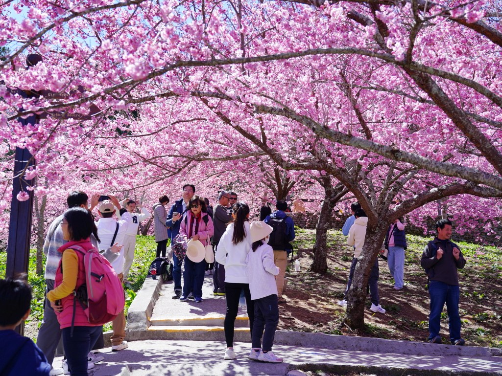 福壽山千櫻園, 2025最新花況, 櫻花, 目前花況, 旅遊, 2025櫻花季, 富士櫻, 山櫻花, 花海, 櫻花隧道, 山谷景色, 台中賞櫻, 福壽山農場, 粉紅花海, 旅行, 戶外活動, 春季旅遊, 賞櫻, 櫻花秘境, 野餐, 休閒旅遊, 自然風光, 台中旅遊景點, 賞櫻熱點