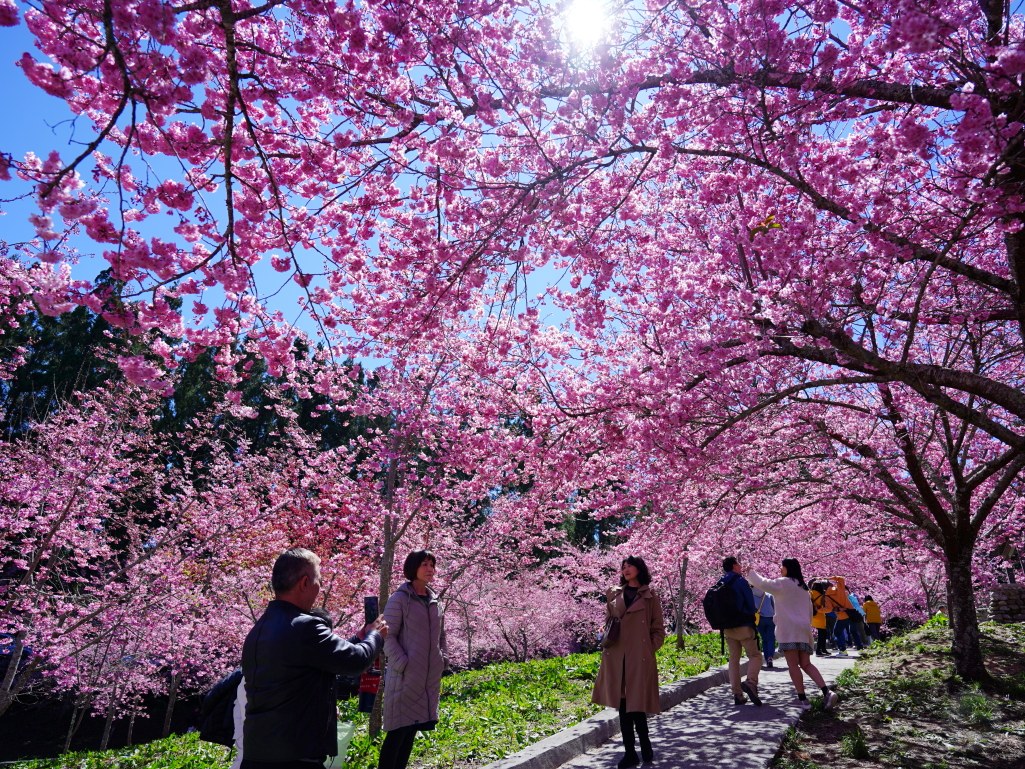 福壽山千櫻園, 2025最新花況, 櫻花, 目前花況, 旅遊, 2025櫻花季, 富士櫻, 山櫻花, 花海, 櫻花隧道, 山谷景色, 台中賞櫻, 福壽山農場, 粉紅花海, 旅行, 戶外活動, 春季旅遊, 賞櫻, 櫻花秘境, 野餐, 休閒旅遊, 自然風光, 台中旅遊景點, 賞櫻熱點