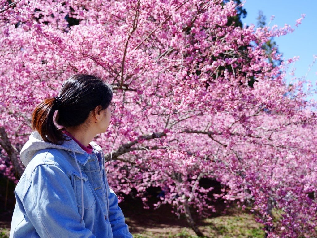 福壽山千櫻園, 2025最新花況, 櫻花, 目前花況, 旅遊, 2025櫻花季, 富士櫻, 山櫻花, 花海, 櫻花隧道, 山谷景色, 台中賞櫻, 福壽山農場, 粉紅花海, 旅行, 戶外活動, 春季旅遊, 賞櫻, 櫻花秘境, 野餐, 休閒旅遊, 自然風光, 台中旅遊景點, 賞櫻熱點