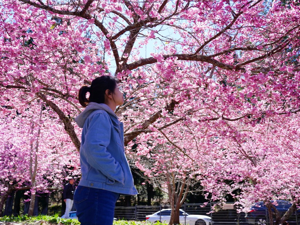 福壽山千櫻園, 2025最新花況, 櫻花, 目前花況, 旅遊, 2025櫻花季, 富士櫻, 山櫻花, 花海, 櫻花隧道, 山谷景色, 台中賞櫻, 福壽山農場, 粉紅花海, 旅行, 戶外活動, 春季旅遊, 賞櫻, 櫻花秘境, 野餐, 休閒旅遊, 自然風光, 台中旅遊景點, 賞櫻熱點