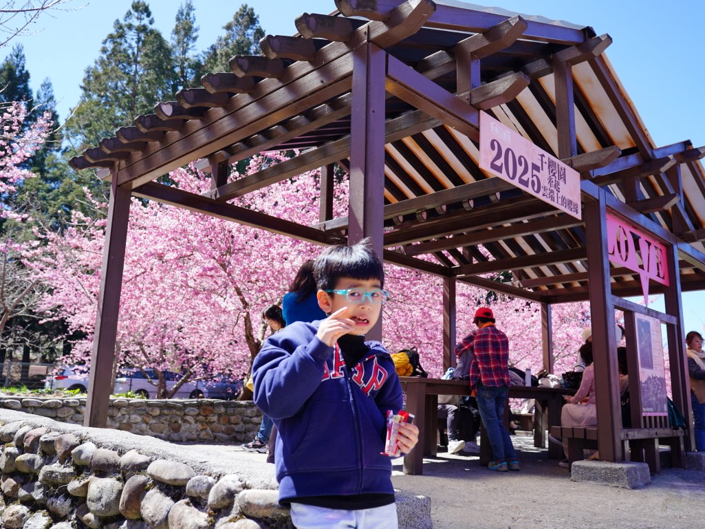 福壽山千櫻園, 2025最新花況, 櫻花, 目前花況, 旅遊, 2025櫻花季, 富士櫻, 山櫻花, 花海, 櫻花隧道, 山谷景色, 台中賞櫻, 福壽山農場, 粉紅花海, 旅行, 戶外活動, 春季旅遊, 賞櫻, 櫻花秘境, 野餐, 休閒旅遊, 自然風光, 台中旅遊景點, 賞櫻熱點