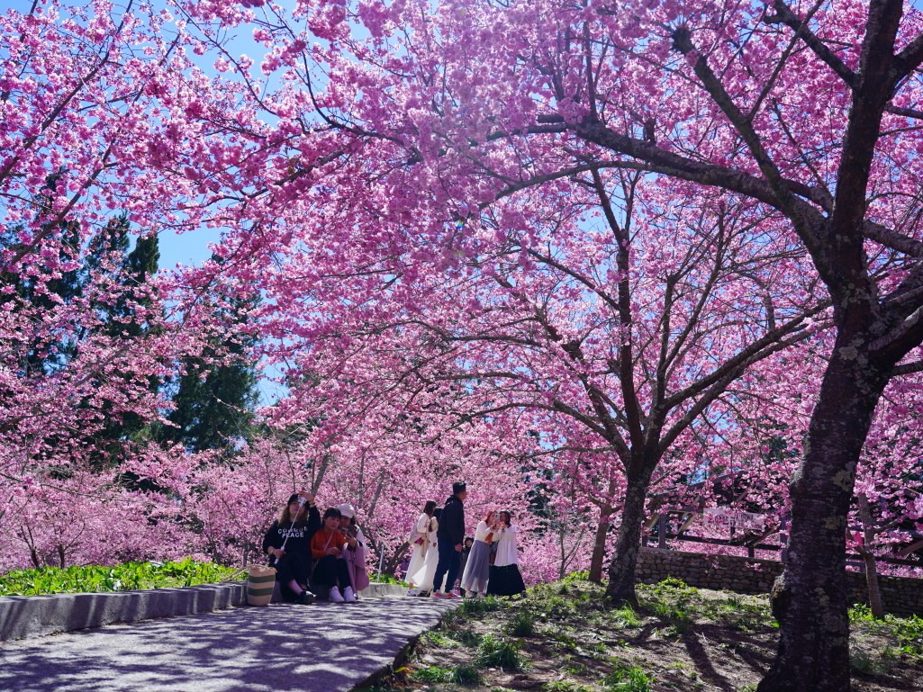 福壽山千櫻園, 2025最新花況, 櫻花, 目前花況, 旅遊, 2025櫻花季, 富士櫻, 山櫻花, 花海, 櫻花隧道, 山谷景色, 台中賞櫻, 福壽山農場, 粉紅花海, 旅行, 戶外活動, 春季旅遊, 賞櫻, 櫻花秘境, 野餐, 休閒旅遊, 自然風光, 台中旅遊景點, 賞櫻熱點