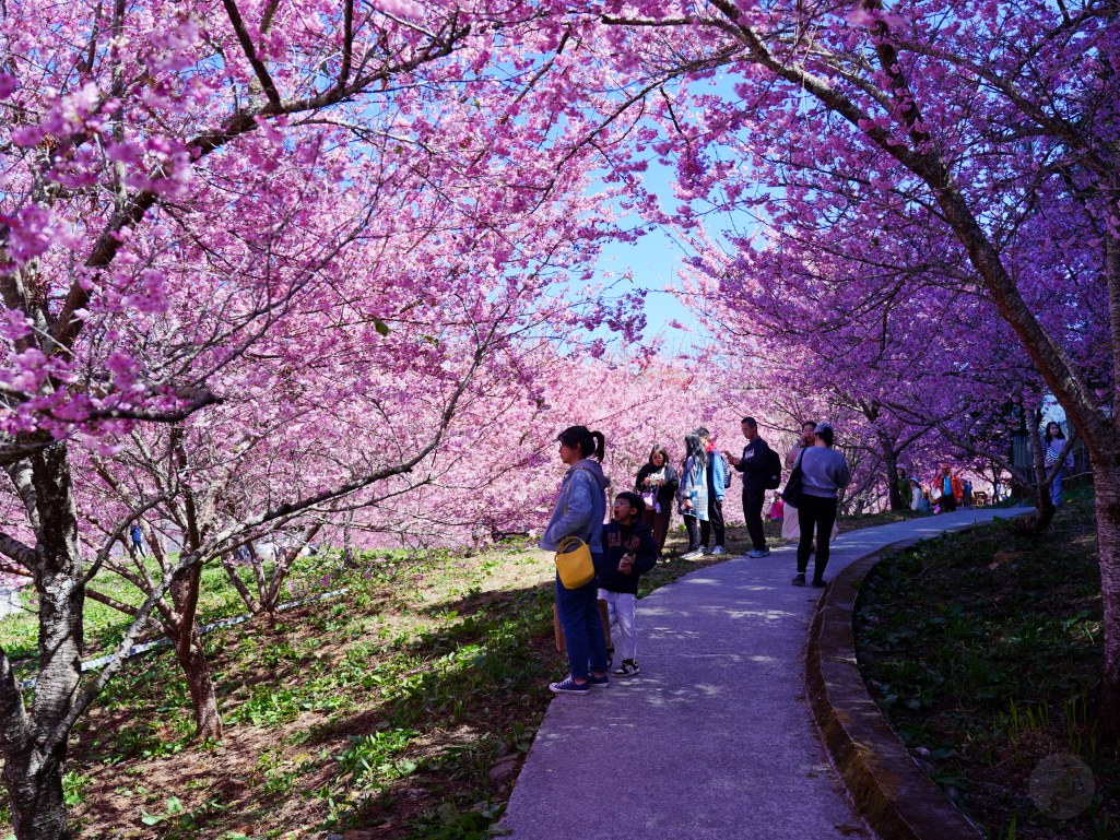 福壽山千櫻園, 2025最新花況, 櫻花, 目前花況, 旅遊, 2025櫻花季, 富士櫻, 山櫻花, 花海, 櫻花隧道, 山谷景色, 台中賞櫻, 福壽山農場, 粉紅花海, 旅行, 戶外活動, 春季旅遊, 賞櫻, 櫻花秘境, 野餐, 休閒旅遊, 自然風光, 台中旅遊景點, 賞櫻熱點