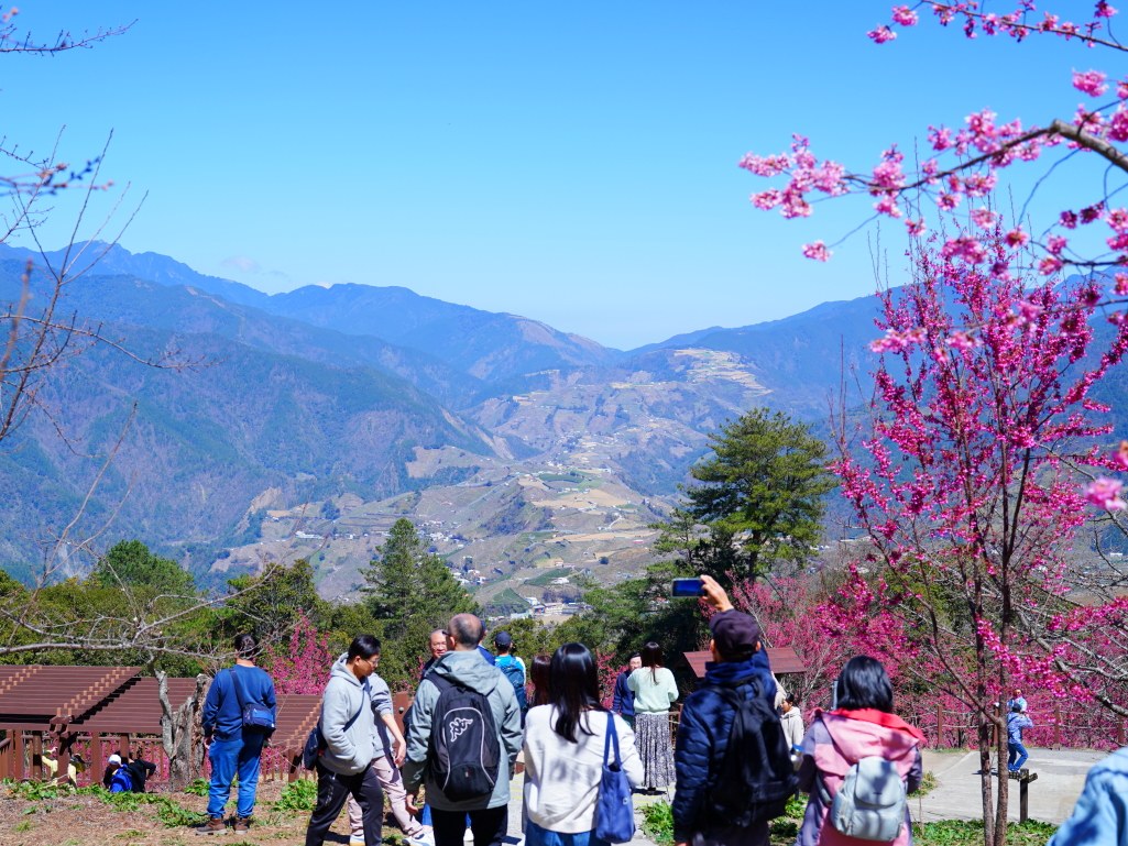 福壽山千櫻園, 2025最新花況, 櫻花, 目前花況, 旅遊, 2025櫻花季, 富士櫻, 山櫻花, 花海, 櫻花隧道, 山谷景色, 台中賞櫻, 福壽山農場, 粉紅花海, 旅行, 戶外活動, 春季旅遊, 賞櫻, 櫻花秘境, 野餐, 休閒旅遊, 自然風光, 台中旅遊景點, 賞櫻熱點