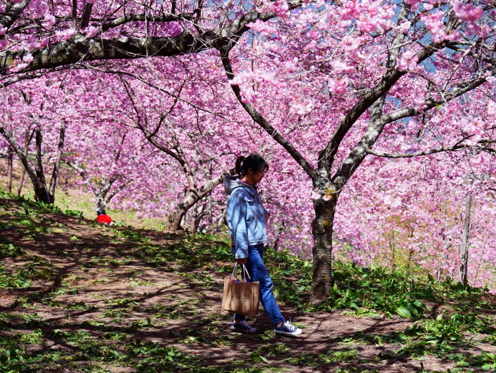 福壽山千櫻園, 2025最新花況, 櫻花, 目前花況, 旅遊, 2025櫻花季, 富士櫻, 山櫻花, 花海, 櫻花隧道, 山谷景色, 台中賞櫻, 福壽山農場, 粉紅花海, 旅行, 戶外活動, 春季旅遊, 賞櫻, 櫻花秘境, 野餐, 休閒旅遊, 自然風光, 台中旅遊景點, 賞櫻熱點